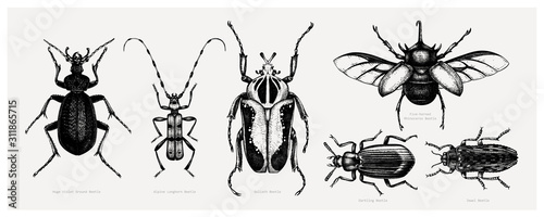 Photographie Vector collection of high detailed insects sketches