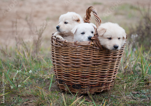 three white puppies in basket