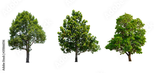 collection tropics tree isolated on white background