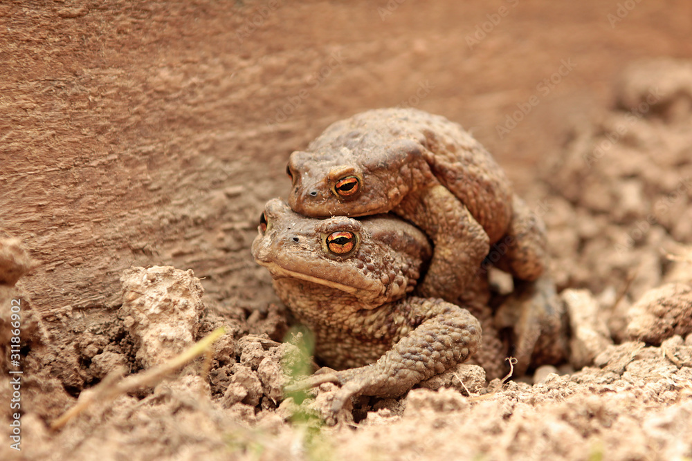 Two ground toads, a smaller male sitting on top of a large female and moving on it on the ground in the spring. Two ground toads, a smaller male sitting on top of a large female and moving on it on the ground in the spring.