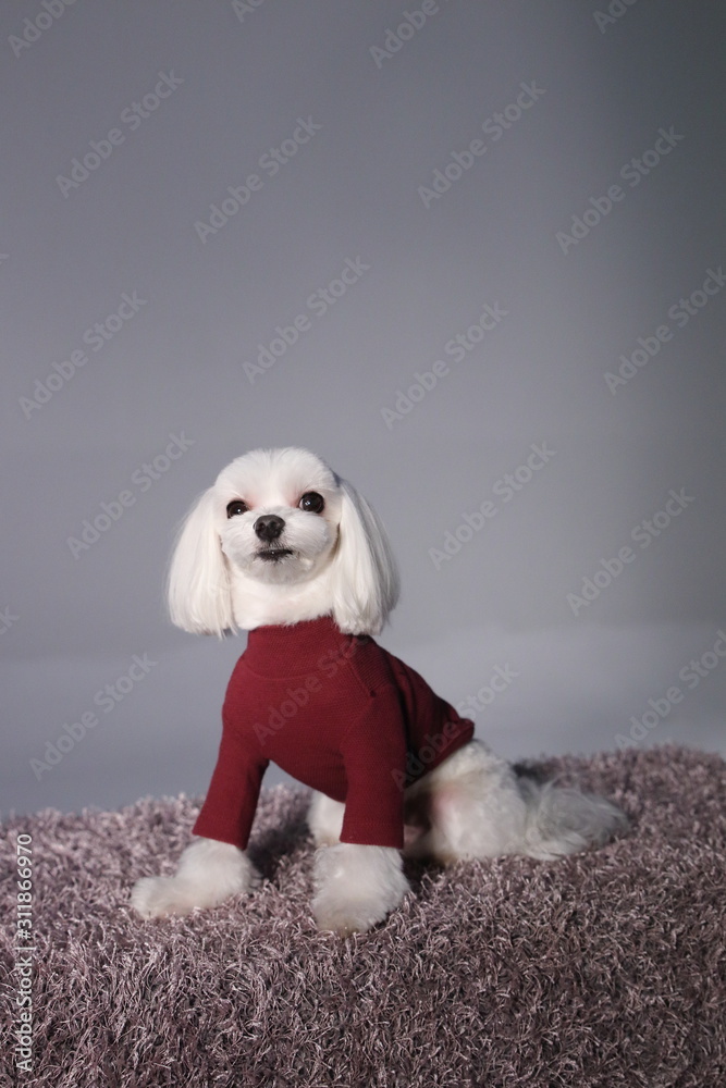 Happy puppies in a photo studio Happy puppies in a photo studio