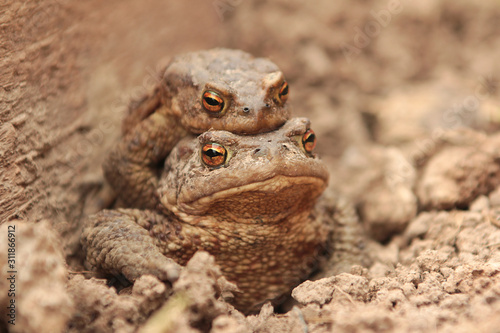 Two ground toads, a smaller male sitting on top of a large female and moving on it on the ground in the spring.