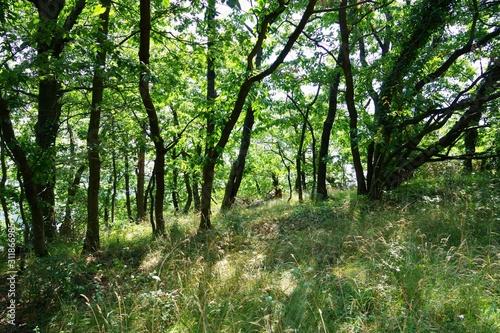 Fototapeta Naklejka Na Ścianę i Meble -  Wald