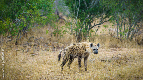 hyena in kruger national park  mpumalanga  south africa 23