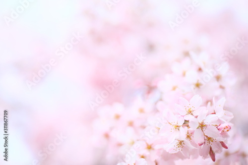 Branch, Pollen, Cherry blossom © JP trip landscape DL