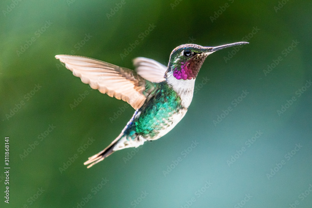 Fototapeta premium Hummingbird(Trochilidae)Flying gems ecuador costa rica panama