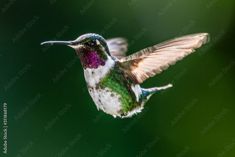 Fototapeta premium Hummingbird(Trochilidae)Flying gems ecuador costa rica panama
