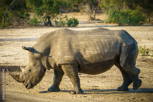 white rhino in kruger national park  mpumalanga  south africa 13