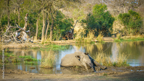white rhino at a pond in kruger national park, mpumalanga, south africa 23