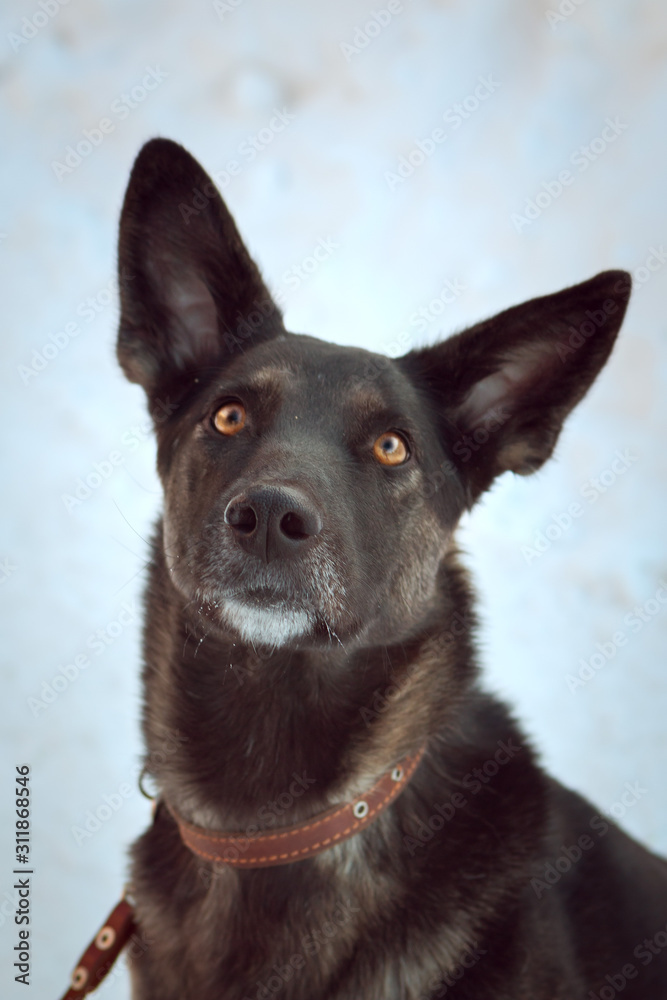 Winter portrait of a large dog with amber eyes and large sharp ears in a brown collar.