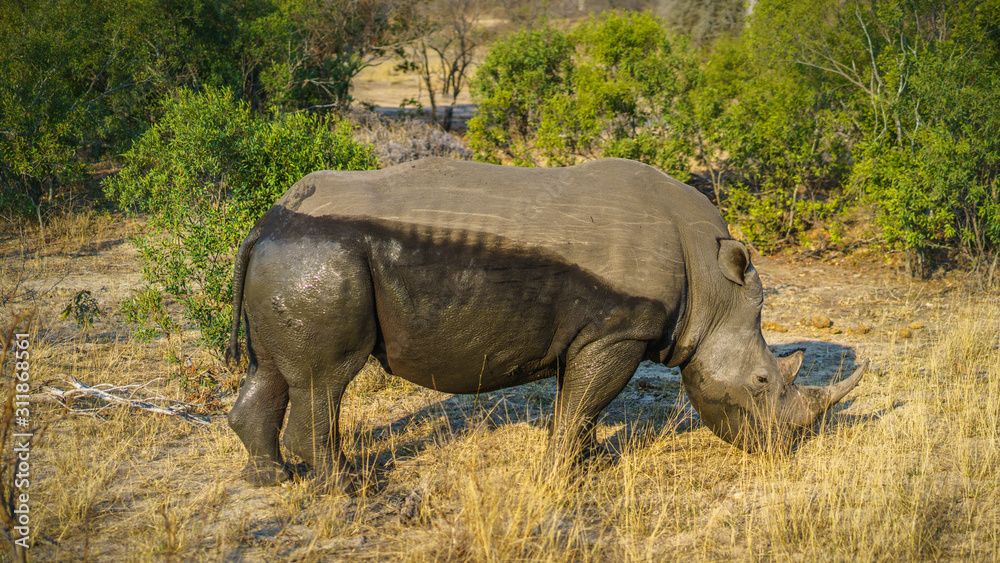white rhino in kruger national park, mpumalanga, south africa 31 white rhino in kruger national park, mpumalanga, south africa 31