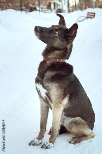 A large dog sits in the park in the snow. It has a brown collar. She looks in anticipation of extinction on the owner with her amber eyes.