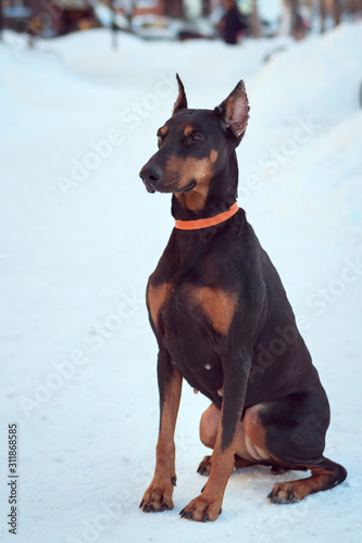Doberman dog sits on the snow in an orange collar. She has a calm, focused look.