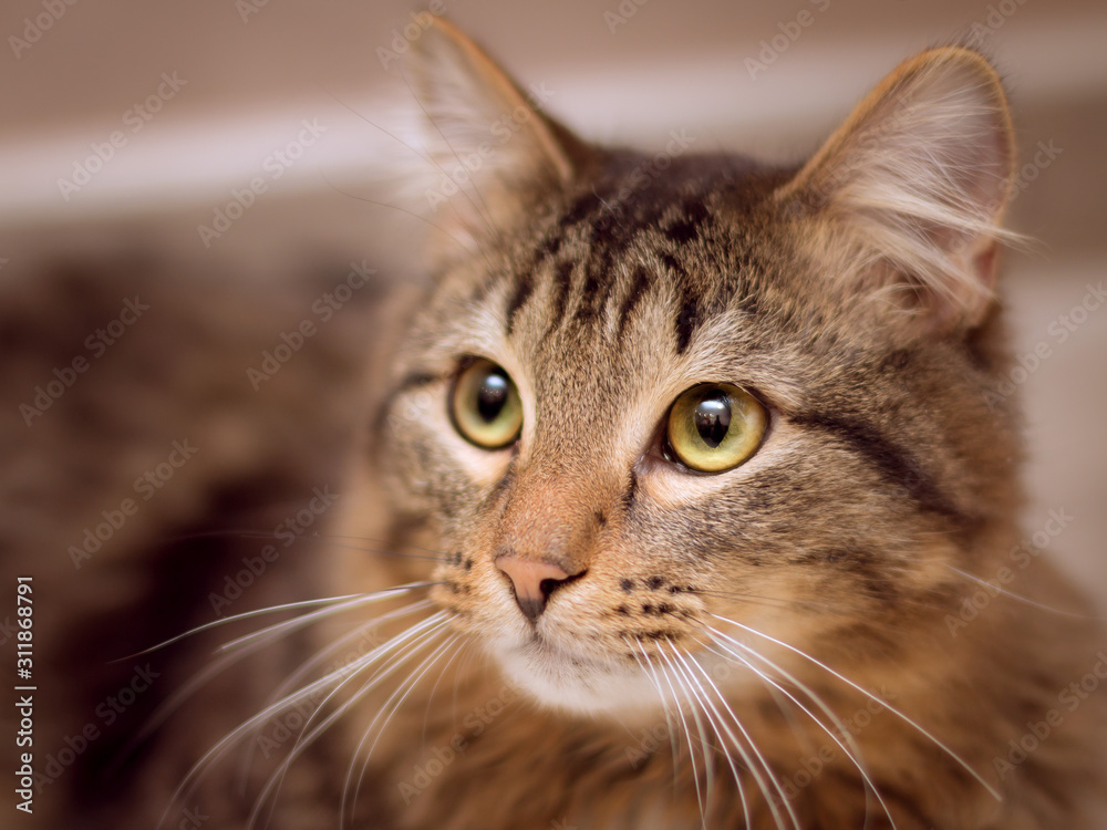 Portrait of a brown fluffy tabby cat with green eyes and white mustache. His look is thoughtful and attentive. Portrait of a brown fluffy tabby cat with green eyes and white mustache. His look is thoughtful and attentive.