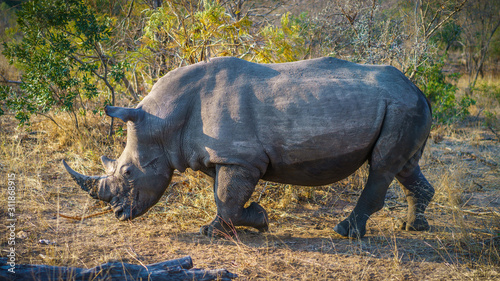 white rhino in kruger national park  mpumalanga  south africa 43