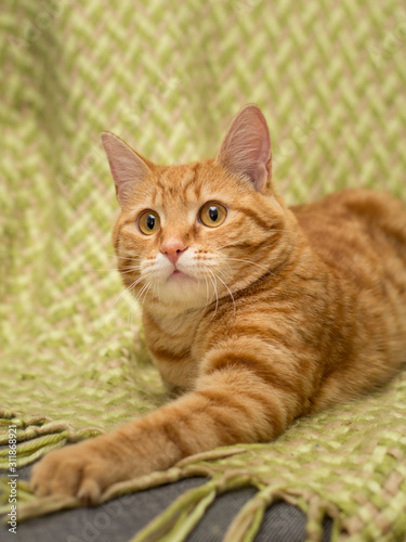 Portrait of a red tabby cat on a green plaid in a cage. He prepared to grab the toy. His gaze follows her closely.