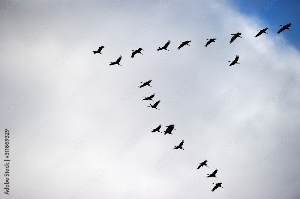 Fototapeta premium Common Cranes flying in V formation