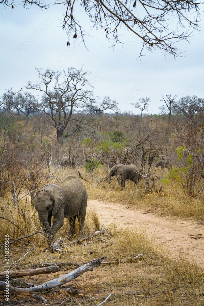 Fototapeta premium elephants in kruger national park, mpumalanga, south africa
