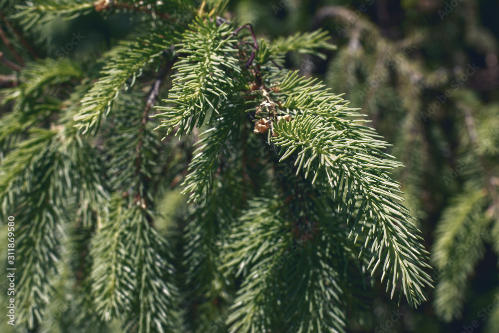 fir branches textured background, film effect fir branches textured background, film effect
