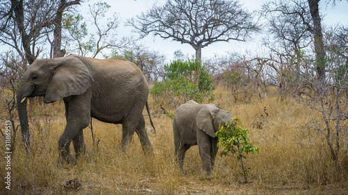 elephants in kruger national park  mpumalanga  south africa