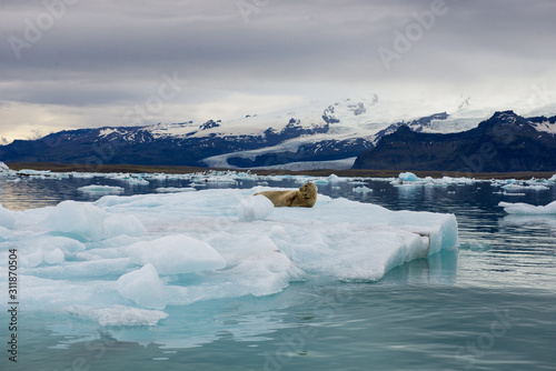 Seal resting on floating iceberg in a glacier lagoon with mountains and icebergs on the background