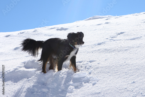 Australien Shepard dog in snow