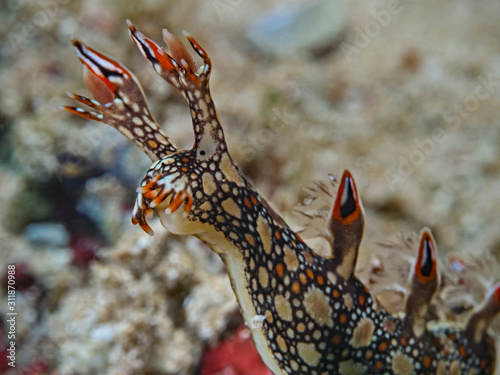 Eel Bornella, Dendronotid Nudibranchs, Mosaikschnecke (Bornella anguilla) photo