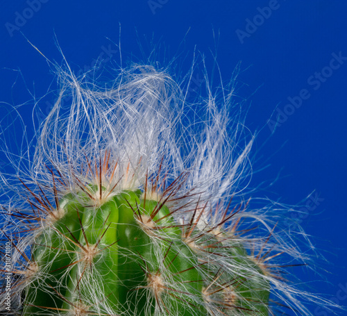 kaktus w  ochaty
