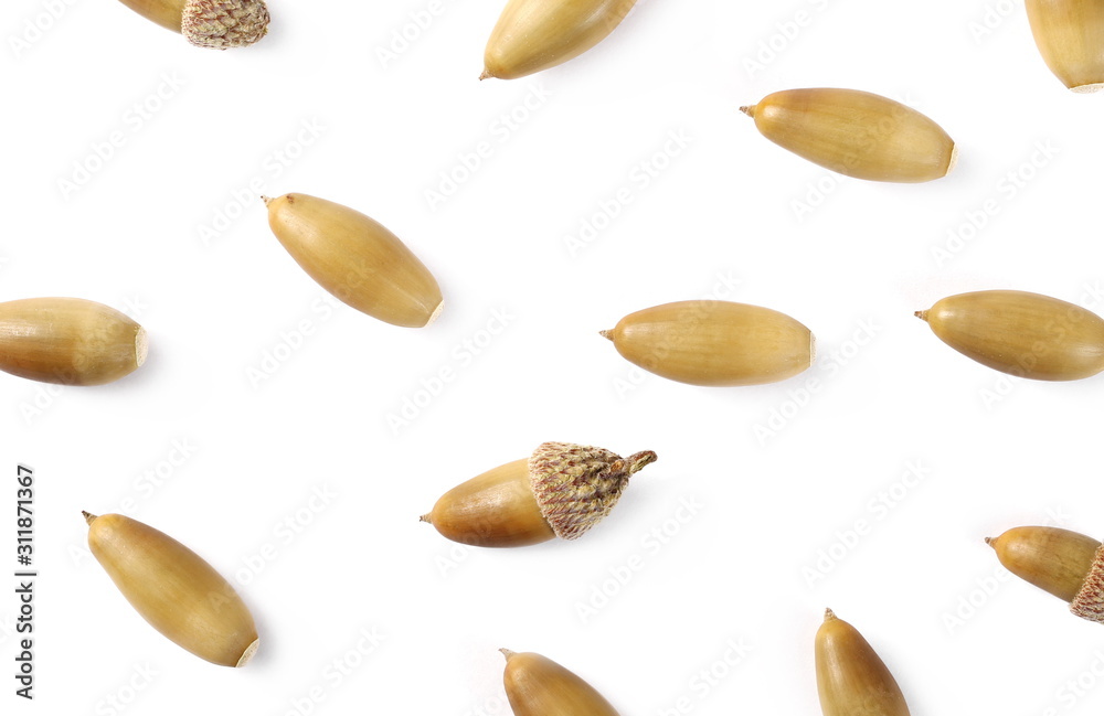 Brown acorns isolated on white background, top view Brown acorns isolated on white background, top view