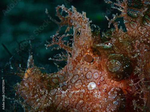 Redish Weedy Scorpionfish, Roter Tentakel Drachenkopf (Rhinopias frondosa)  photo