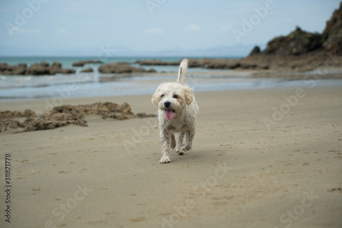 Cute cavachon dog on a beach. © Chameleon Pictures