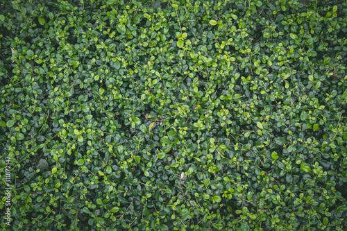 Wall full green leaf topical plants for background use. photo