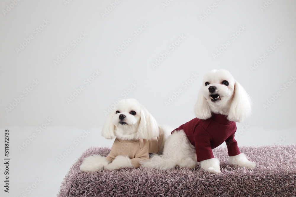 Happy puppies in a photo studio Happy puppies in a photo studio
