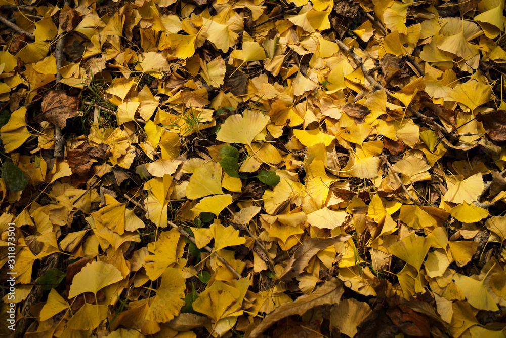 autumn leaves background autumn leaves background