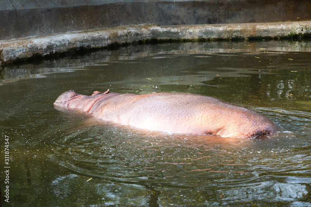 Animals in New Delhi's zoo, India. Animals in New Delhi's zoo, India.