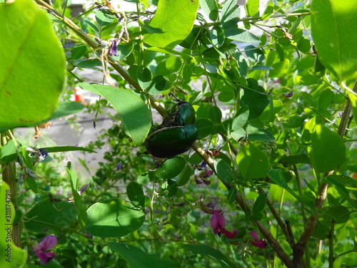 交尾中のカナブン