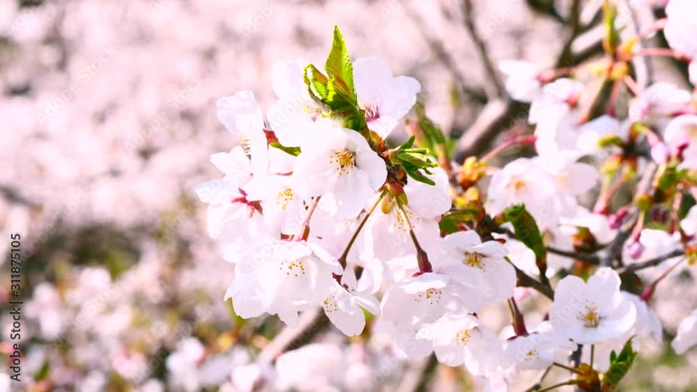 日本の満開の桜 日本の満開の桜