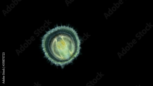 under the microscope, the larva of a sea snail, called Veliger, class Bivalvia, type Mollusca, shows the ciliary velum, with which it floats in water among plankton, also the cilia help to catch food  photo