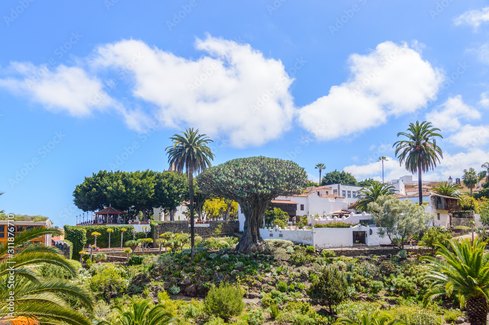 Fototapeta premium Take Far From The Forest In Which The Millenary Drago Is Located In The Village Of Icod De Los Vinos. April 14, 2019. Icod De Los Vinos, Santa Cruz De Tenerife Spain Africa. Travel Tourism Street 