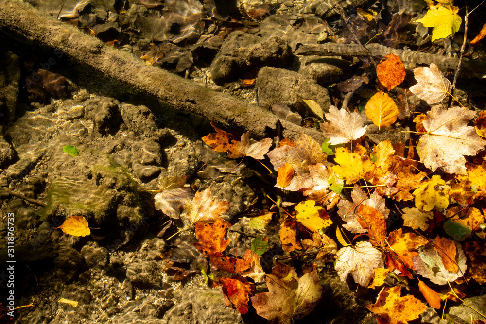 Autumn leaves in glittering water