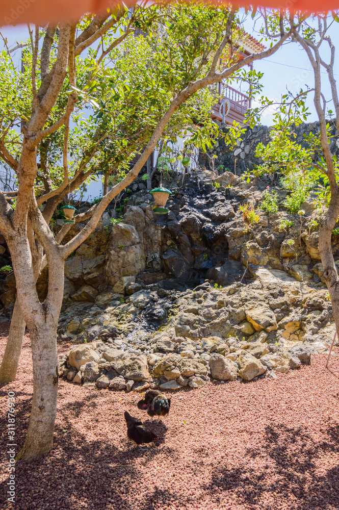 Chickens Pecking The Volcanic Land In A Square In The Center Of Icod De Los Vinos. April 14, 2019. Icod De Los Vinos, Santa Cruz De Tenerife Spain Africa. Travel Tourism Street Photography. Chickens Pecking The Volcanic Land In A Square In The Center Of Icod De Los Vinos. April 14, 2019. Icod De Los Vinos, Santa Cruz De Tenerife Spain Africa. Travel Tourism Street Photography.