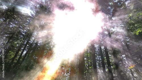 morning in the forest. the sun's rays pass through trees