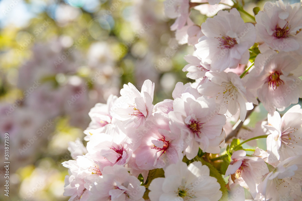 Beautiful pink sakura (cherry) blossom, selected focus 