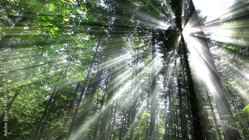 morning in the forest. the sun's rays pass through trees