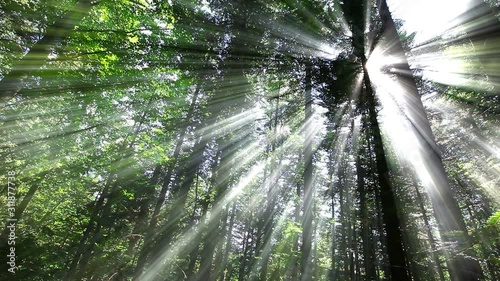 morning in the forest. the sun's rays pass through trees