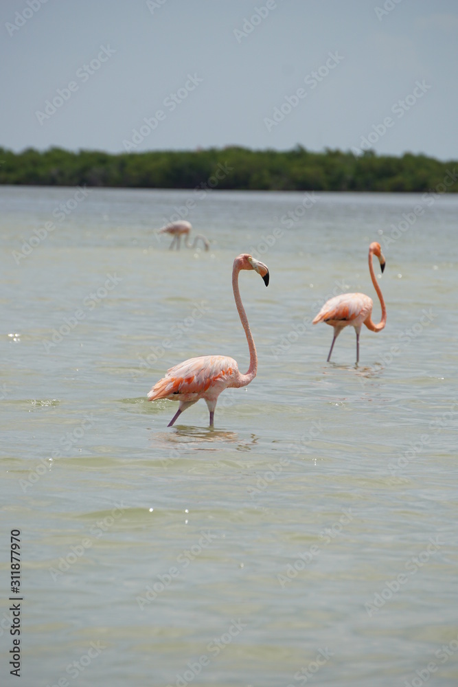 Wild flamingoes in Rio Lagartos in Mexico