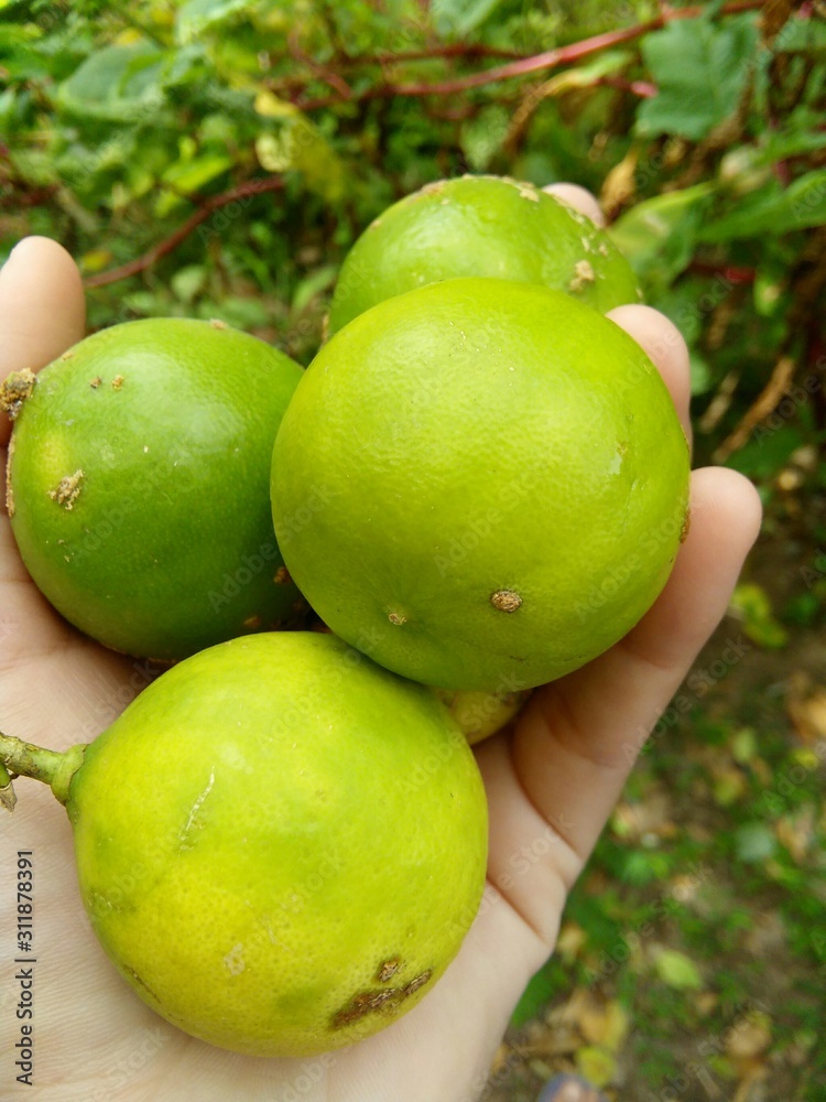 hand picking limes on tree