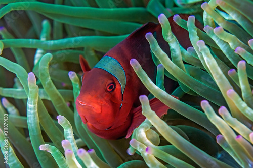 Obraz na płótnie Red anemone fish -Indonesia Banda w salonie