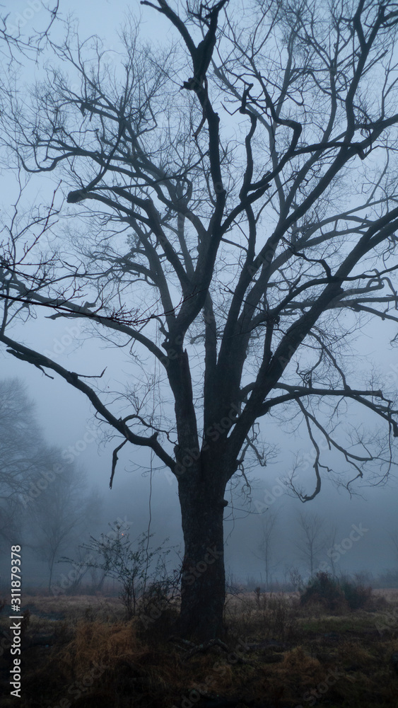 Winter tree at blue hour,  with bare branches, foggy day, vertical