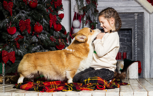 child girl and welsh corgi dog together at the christmas tree © Happy monkey